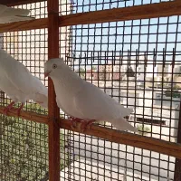اراکی