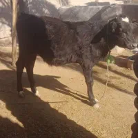 شادگان|حیوانات مزرعه|شادگان, |دیوار