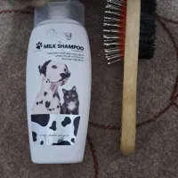 گربه ماده بیریتیش پرشین|گربه|محمدشهر, زیبادشت|دیوار