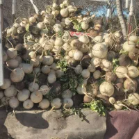 ترب شمال دربستی قیمت تفافقی