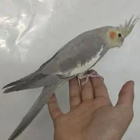 عروس هلندی آهویی