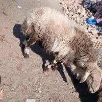 بره شیشک|حیوانات مزرعه|بیرجند, |دیوار