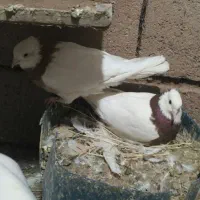 کفترطوقی‌ذات‌هفرنگ‌