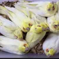 جوجه عروس هلندی و بالغ در تمامی رنگ ها