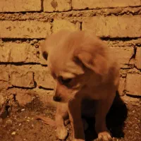 سگ پامر 6ماهه|سگ|ابریشم, |دیوار