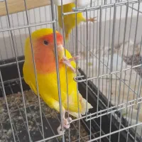 کوتوله|پرنده|تربت‌حیدریه, باغ سلطانی|دیوار