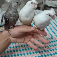 عروس هلندی البینو.|پرنده|فولادشهر, فولادشهر|دیوار