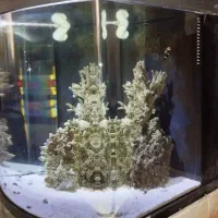 آکواریوم آب شور سفارشی ماهیران|ماهی|میانه, |دیوار