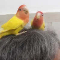 یک جفت طوطی کوتوله