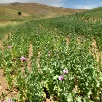 سرکارگر کارهای کشاورزی کارگر اطراف هم بود زنگ بزنه