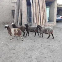 بره ماده|حیوانات مزرعه|بزینه رود, |دیوار