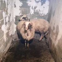 ۲ عدد گوسفند محلی