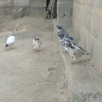 کفتر پرشی|پرنده|قلعه گنج, |دیوار