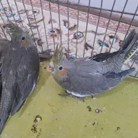 عروس هلندی|پرنده|آبپخش, |دیوار