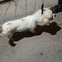 سگ نر