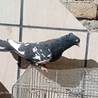 یک جفت سینه|پرنده|تربت‌حیدریه, ۴۵ متری|دیوار