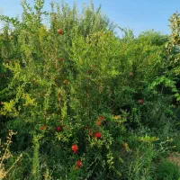 فروش-ویلا-باغی-درجه-یک