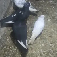 کبوتر قره سوری