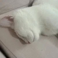 گربه نر|گربه|یزد, |دیوار