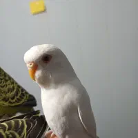 مرغ عشق های زیبا و بسیار بازیگوش