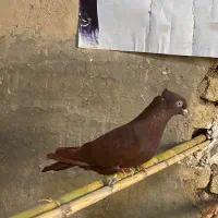 کفتر سرخ کاکلی