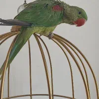 جوجه شاه طوطی سخنگو کاسکو گرینچیک کاکادو راهب