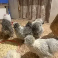 تخم نطفه دار انواع مرغ های زینتی