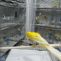 قناری رسمی بلندجوجه موزایکی زردپرتقالی  نر ماده
