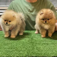 سگ توله پامرانین پامر pomeranianخرسی گرید A++