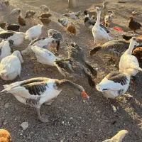 مرغ و خروس و غاز و قوغاز و اردک|حیوانات مزرعه|قزوین, |دیوار