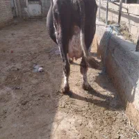 گاو|حیوانات مزرعه|میاندوآب, |دیوار