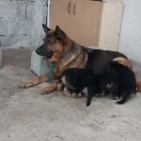 توله و سگ بالغ ژرمن شپرد اصیل و باهوش|سگ|تالش, تالش|دیوار