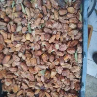 ضایعات خرما وقصب