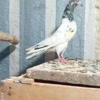 طوقی فروشی|پرنده|اردبیل, |دیوار