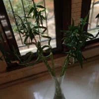 ۷ عدد  بامبو جوان ایتالیایی