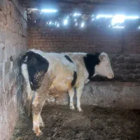 گاو نر ۱۴ماهه