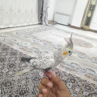 عروس هلندی نر
