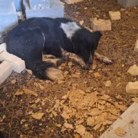 سگ لاس|سگ|بروجن, |دیوار