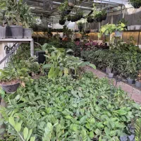 خانه در شادگان