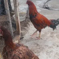 خروس لاری افغان