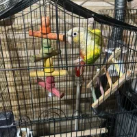 طوطی گرینچیک