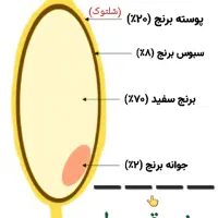 معجزه گری بنام سبوس برنج|خوردنی و آشامیدنی|نیشابور, شهرک فرهنگیان|دیوار
