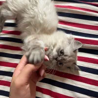 هیمالین شیرین و بانمک|گربه|مشهد, امیریه|دیوار