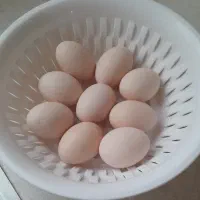 تخم مرغ ابریشمی|حیوانات مزرعه|بهارستان, |دیوار