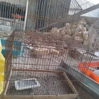 قفس پرنده|لوازم جانبی حیوانات|شیراز, وزیرآباد|دیوار