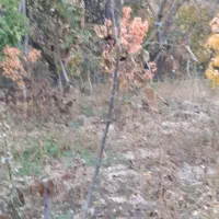 نهال گردو محلی درجه یک ضمانتی|گل و گیاه طبیعی|بجنورد, |دیوار