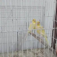 ۳جفت قناری اورجینال اصل مولد