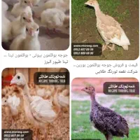 جوجه بوقلمون