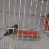 قناری گلستر اورجینال