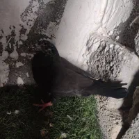 غول سیاه|پرنده|جم, |دیوار